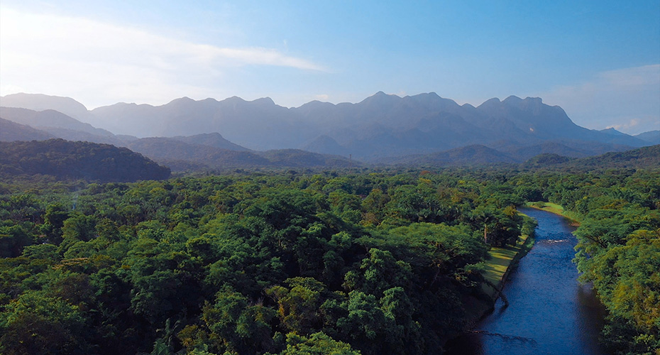 Rainforest