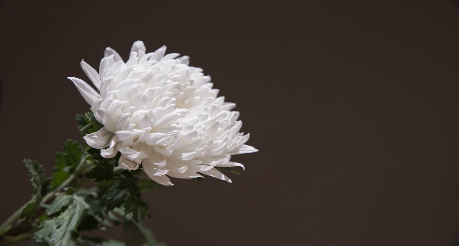 Grief & Bereavement group 930x500