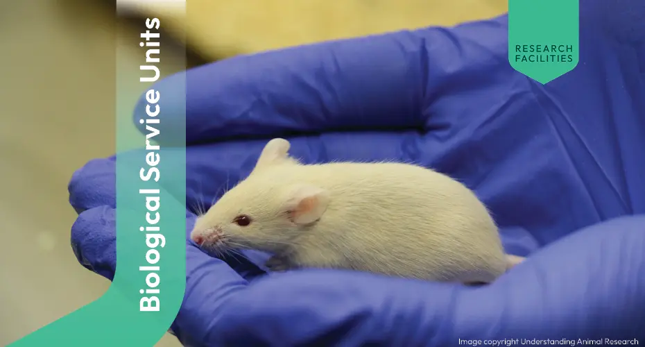 Mouse on a glove